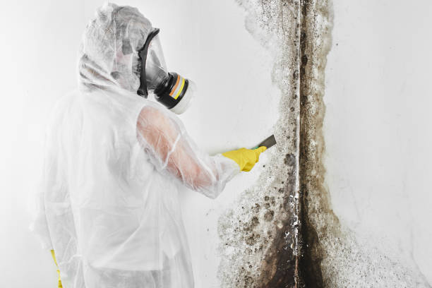 Best Mold Remediation  in Haddon Heights, NJ