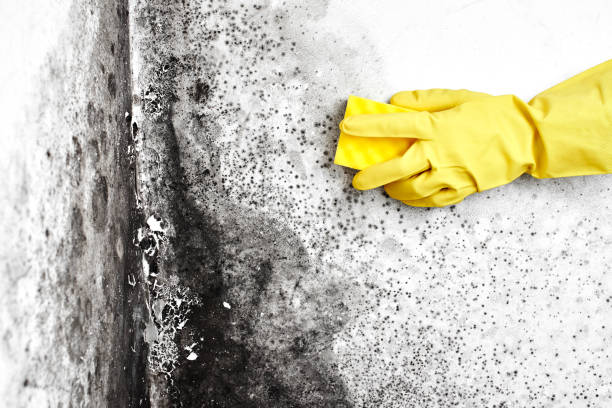 Best Best Mold Removal Companies  in Haddon Heights, NJ