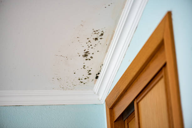 Professional Mold Removal in Haddon Heights, NJ