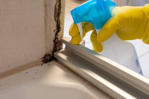 Best Mold Cleaning Services  in Haddon Heights, NJ