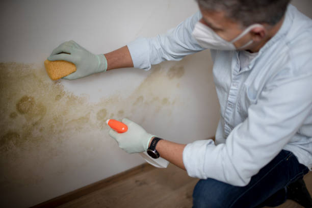 Best Emergency Mold Removal  in Haddon Heights, NJ