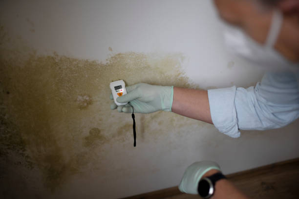 Best Mold Damage Repair  in Haddon Heights, NJ