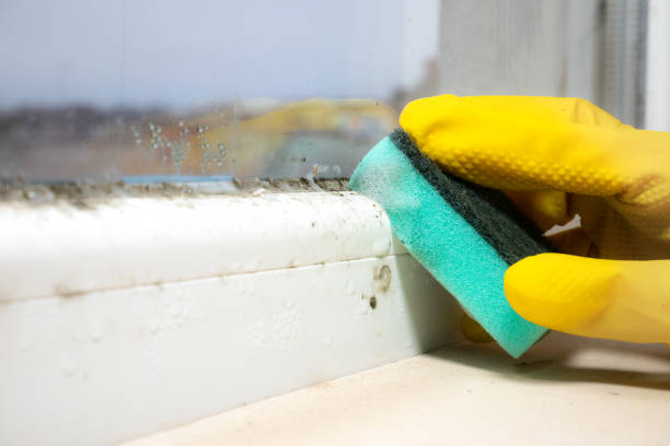 Best Emergency Mold Removal  in Haddon Heights, NJ