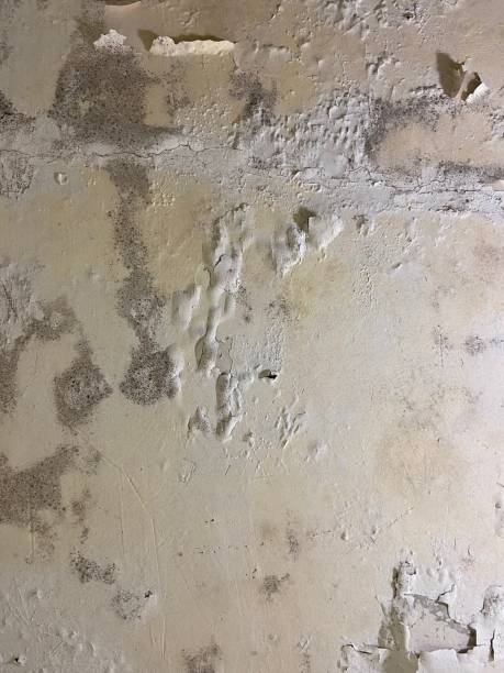 Mold Testing and Removal in Haddon Heights, NJ
