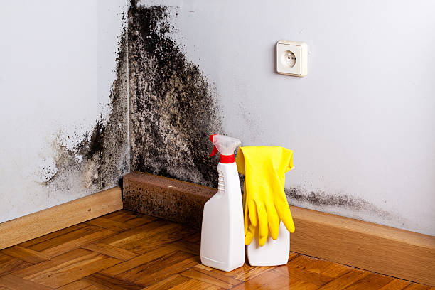 Best Crawl Space Mold Removal  in Haddon Heights, NJ