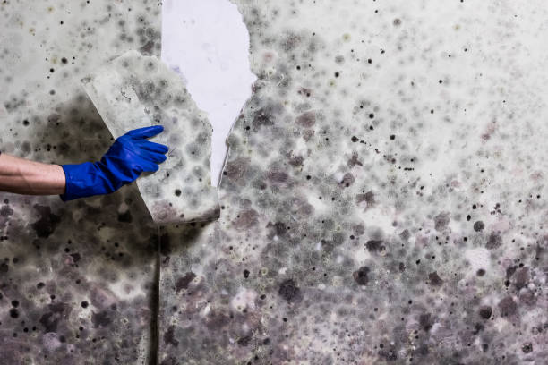 Trusted Haddon Heights, NJ Mold Removal Experts
