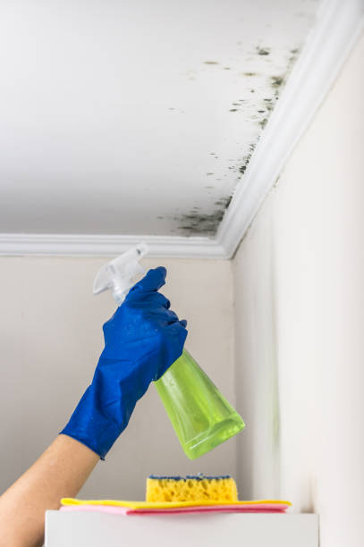 Best Residential Mold Removal  in Haddon Heights, NJ